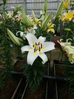 [4152 Cocossa No01.JPG]